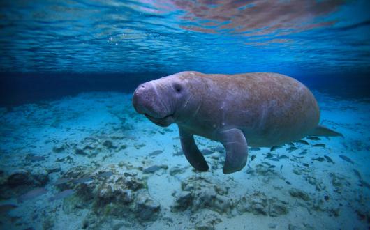 lamantino nelle acque vicino a clearwater (florida, stati uniti)