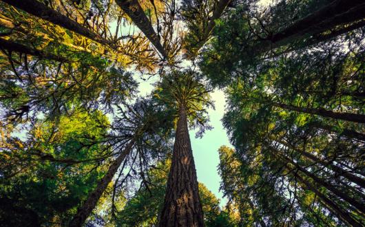 alberi dell'olympic national park (washington, stati uniti)
