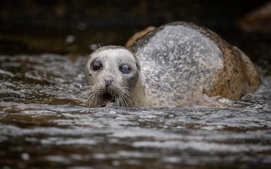 foca all'acadia national park (maine, stati uniti)