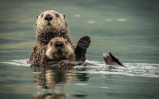 coppia di lontre in alaska (alaska, stati uniti)