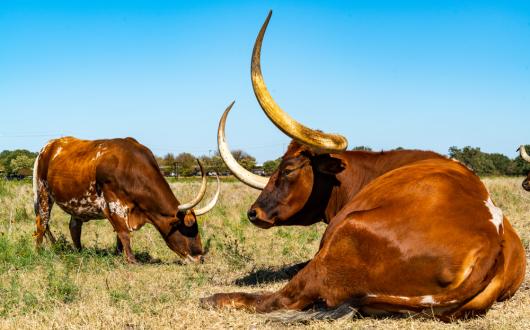 mucche longhorn del texas (texas, stati uniti)