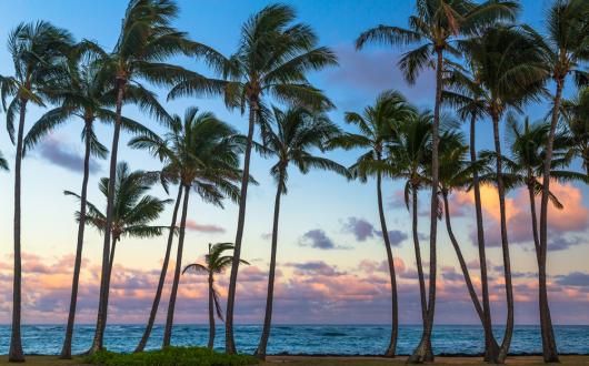 palme, mare e tramonto rosa (hawaii, stati uniti)