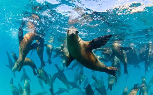avvistamento di leoni marini in mare (bassa california, messico)