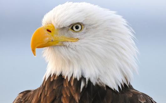 aquila in alaska (alaska, stati uniti)