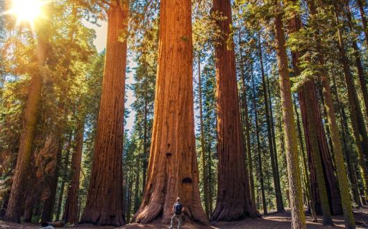 ragazzo in posa fotografica davanti alle giganti sequoie (california, stati uniti)