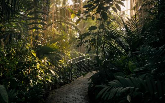 attrazione botanica all'atlanta botanical garden (georgia, stati uniti)