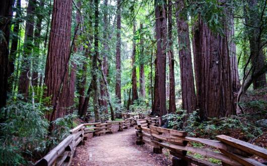 parco di sequoie in california (california, stati uniti)