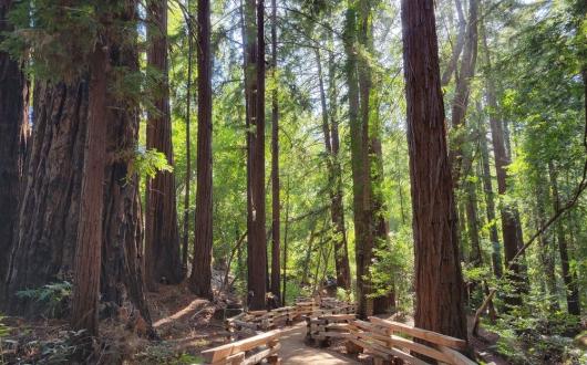 sequoie in california (california, stati uniti)