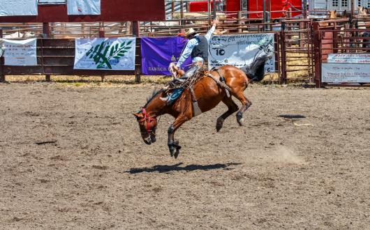 cowboy in sella ad un cavallo durante il rodeo (wyoming, stati uniti)