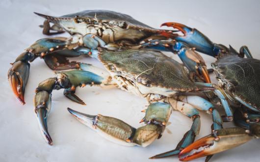 granchio blu (maryland, stati uniti)