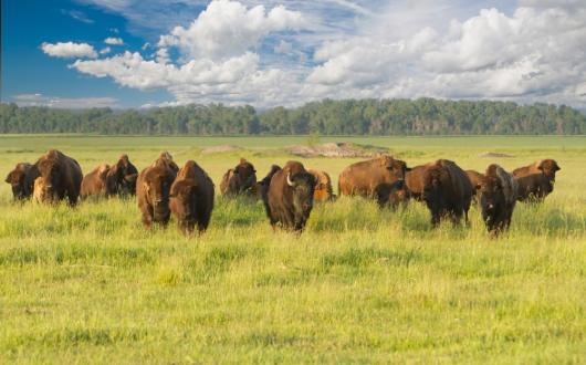 mandria di bisonti nel north dakota (dakota, stati uniti)