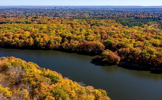 foresta di alberi dal verde al giallo durante il foliage in connecticut(connecticut, stati uniti)