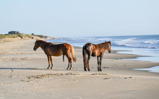 due cavalli selvaggi sulla spiaggia in north carolina (carolina, stati uniti)