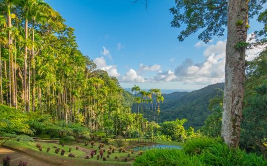 piante tropicali e sentieri panoramici a martinica (martinica, caraibi)