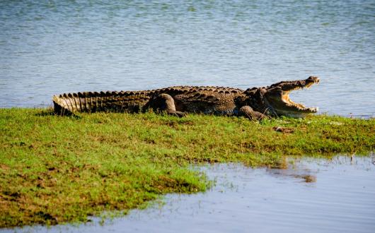 coccodrillo nel parco delle  everglades (florida, stati uniti)