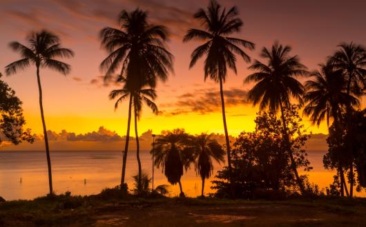 palme su una spiaggia dei caraibi al tramonto (barbados, caraibi)