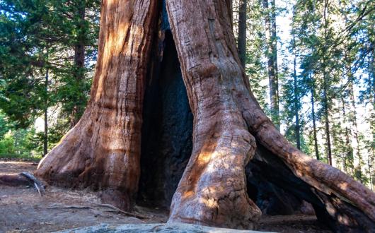 sequoia gigante nel sequoia national park (california, stati uniti)