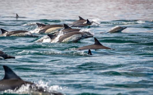 delfini che saltano fuori dall'acqua in bassa california (bassa california, messico)