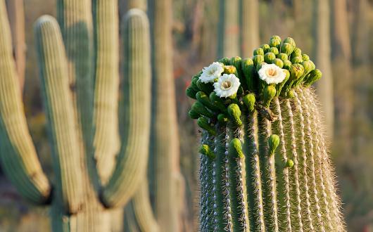 cactus al saguaro national park (arizona, stati uniti)