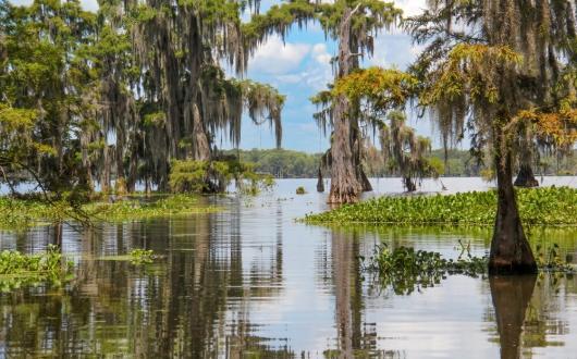 alberi nelle paludi della louisiana (louisiana, stati uniti)