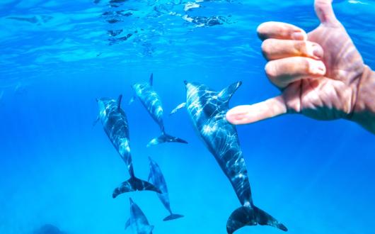 immersione con i delfini alle hawaii (hawaii, stati uniti)