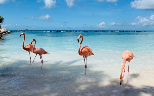 fenicotteri rosa ad aruba (aruba, caraibi)