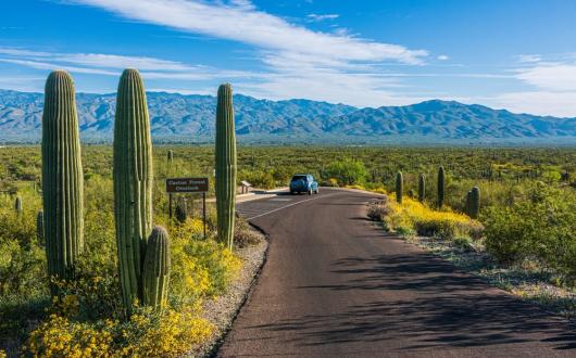 saguaro national park (arizona, stati uniti)