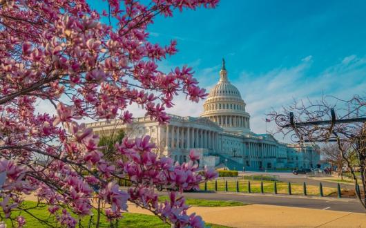 ciliegi in fiore al us capitol di washington dc (district of columbia, stati uniti)