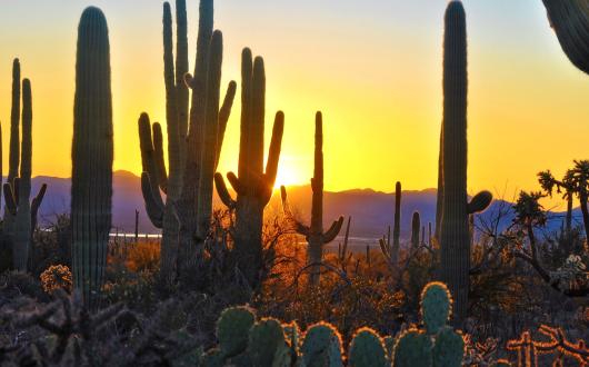 saguaro national park (arizona, stati uniti)