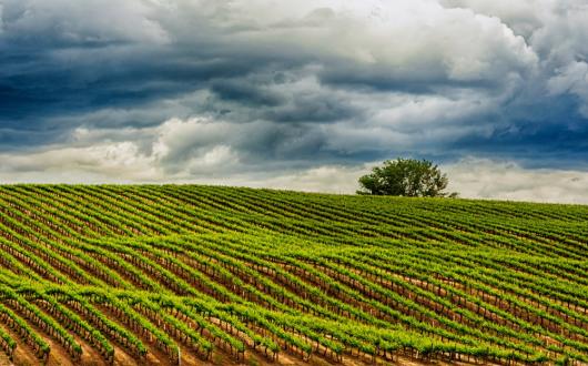 distesa di vigneti con cielo nuvoloso (washington, stati uniti)