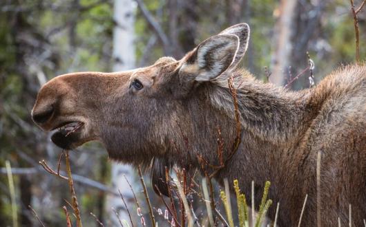 primo piano di un alce (alaska, stati uniti)