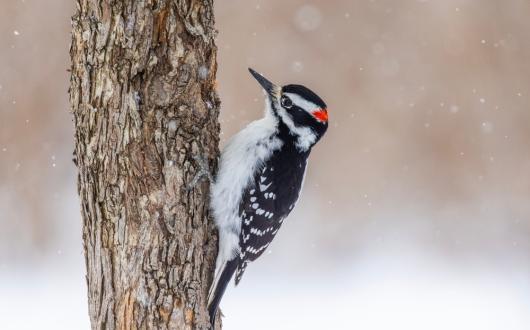 picchio su un albero in nord america (wisconsin, stati uniti)
