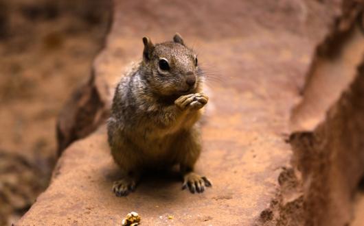 scoiattolo al canyon del chelly national monument (arizona, stati uniti)