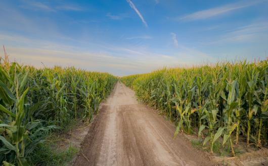 strada sterrata in mezzo a campi coltivati (nebraska, stati uniti)
