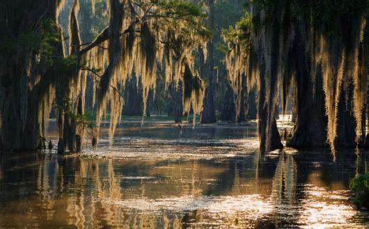 palude di alberi che crescono nell'acqua (mississippi, stati uniti)