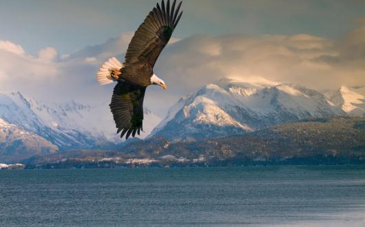 aquila in volo tra i monti dell'alaska (alaska, stati uniti)