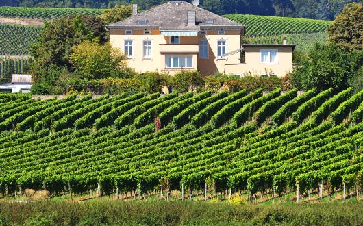 casa tra i vigneti dell'oregon (oregon, stati uniti)