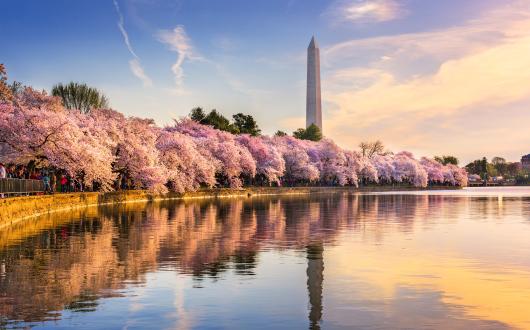 ciliegi in fiore lungo il national mall e monumento a washington (district of columbia, stati uniti)