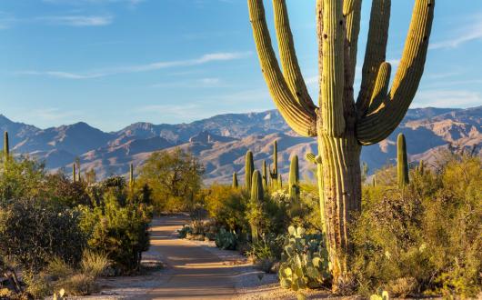 saguaro national park (arizona, stati uniti)