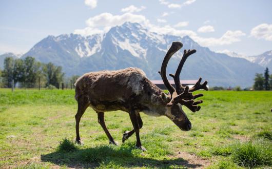 caribù dell'alaska con montagne sullo sfondo (alaska, stati uniti)