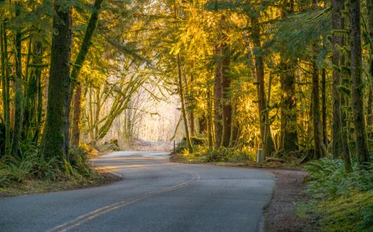 strada nella hoh rainforest nell'olympic national park (washington, stati uniti)