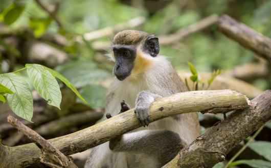 cercopiteco gialloverde delle barbados (barbados, caraibi)