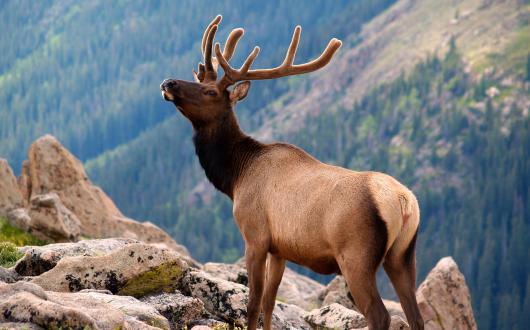 cervo nel rocky mountain national park (colorado, stati uniti)