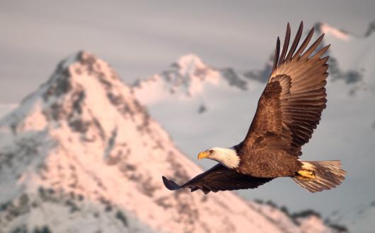 aquila in volo tra le montagne innevate dell'alaska (alaska, stati uniti)