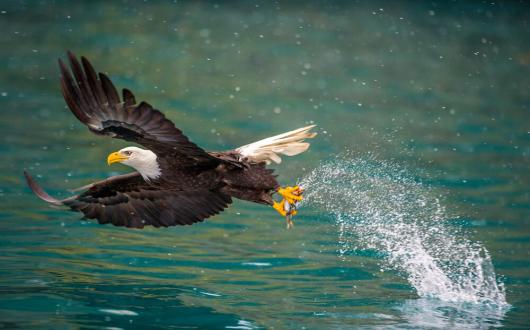 aquila mentre pesca in volo sull'acqua (alaska, stati uniti)