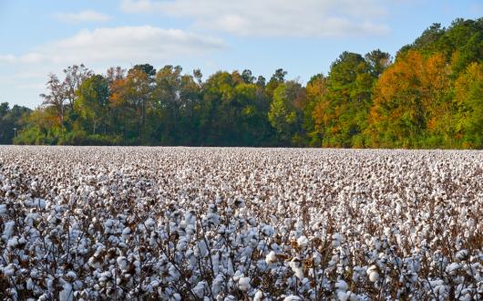 distesa di piante di cotone fiorite in louisiana (louisiana, stati uniti)