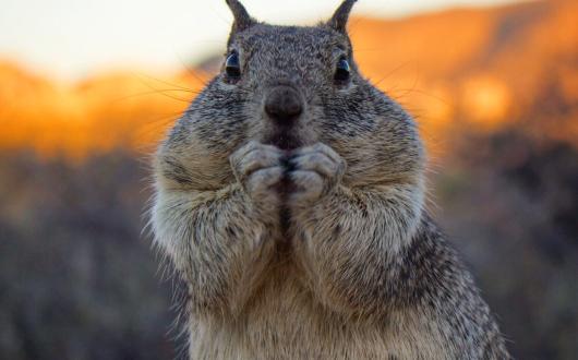 scoiattolo al joshua tree national park (california, stati uniti)