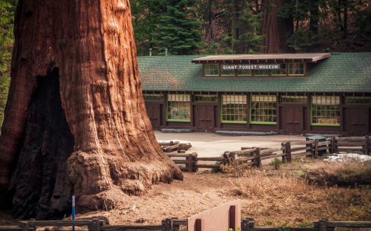 sequoia national park (california, stati uniti)