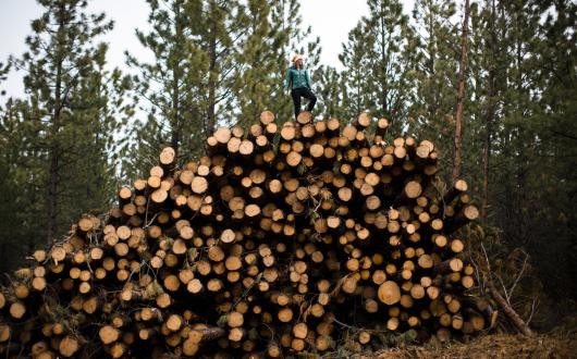 ragazza su catasta di legna in un bosco (oregon, stati uniti)