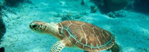 tartaruga nel mare delle isole  turks and caicos (turks e caicos, caraibi)